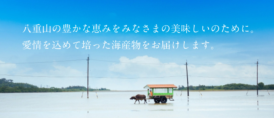 八重山の豊かな恵みをみなさまの美味しいのために。愛情を込めて培った海産物をお届けします。